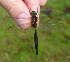 Somatochlora brevicincta