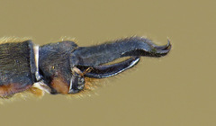 Somatochlora brevicincta