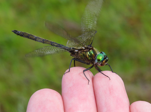 Quebec Emerald photographed in Maine