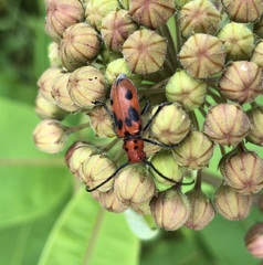 Tetraopes tetrophthalmus