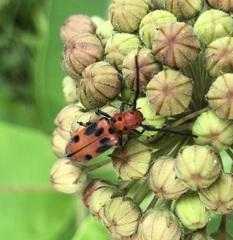 Tetraopes tetrophthalmus