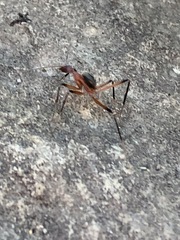 Leptomyrmex tibialis