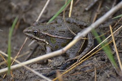 Lithobates blairi