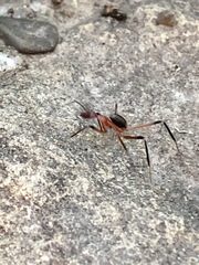 Leptomyrmex tibialis