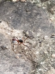 Leptomyrmex tibialis