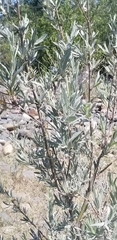 Artemisia cana