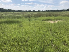 Eleocharis engelmannii