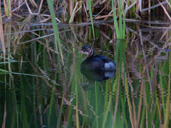 Tachybaptus ruficollis