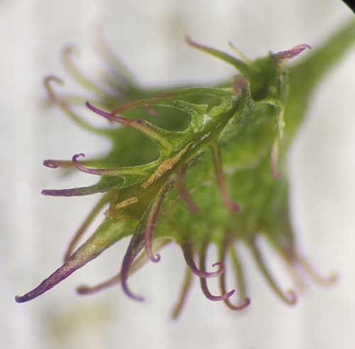 Rumex brownii