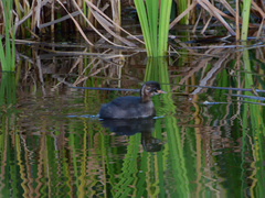 Tachybaptus ruficollis
