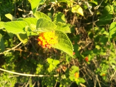 Lantana camara