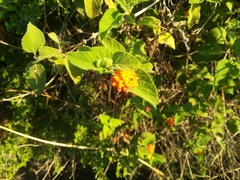 Lantana camara