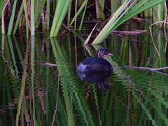 Tachybaptus ruficollis