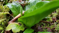 Erythronium revolutum
