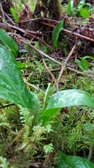 Erythronium revolutum