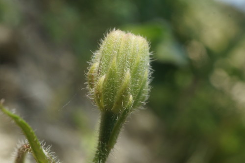 Stinking Hawk's-beard