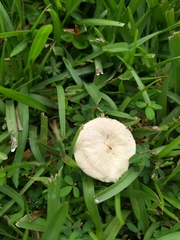 Agrocybe retigera