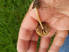 Agrocybe retigera