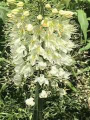 Eremurus