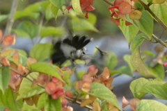 Colibri serrirostris