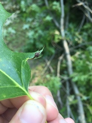 Callirhytis pedunculata