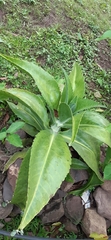 Kalanchoe gastonis-bonnieri