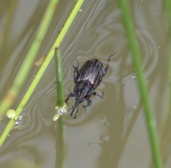 Sphenophorus australis
