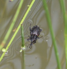 Sphenophorus australis
