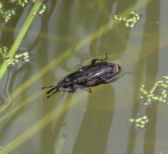 Sphenophorus australis