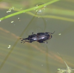 Sphenophorus australis