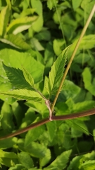 Aegopodium podagraria