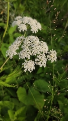 Aegopodium podagraria