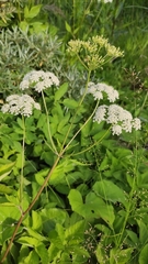 Aegopodium podagraria