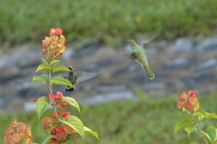 Colibri serrirostris