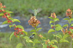 Colibri serrirostris