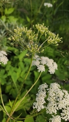 Aegopodium podagraria