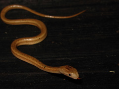 Amazon Coastal House Snake photo 3