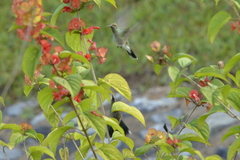 Colibri serrirostris