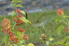 Colibri serrirostris