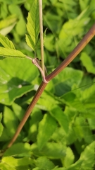 Aegopodium podagraria