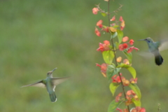 Colibri serrirostris