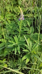 Lupinus polyphyllus