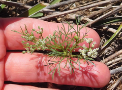 Spermolepis echinata
