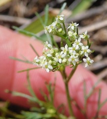 Spermolepis echinata