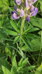 Lupinus polyphyllus