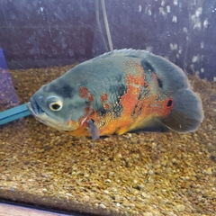 Astronotus