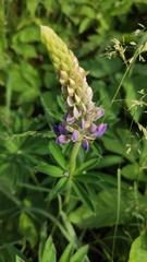 Lupinus polyphyllus