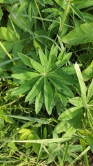 Lupinus polyphyllus
