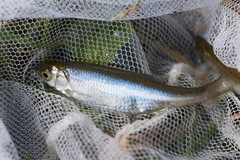 Leucaspius delineatus