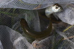 Leucaspius delineatus